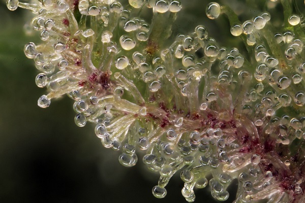Trichomes are tiny, crystal-like protrusions containing unique compounds