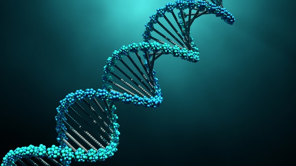rDNA produces artificial DNA molecules using organic matter from different organisms