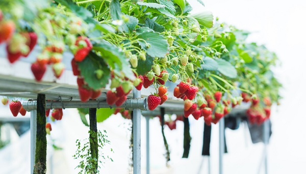 Hydroponics can be used for many plants, such as strawberries