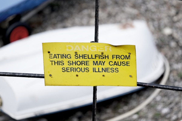 Intoxication from shellfish occurs more during “red tide” algae blooms