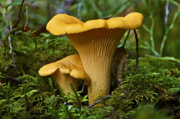 Wild mushrooms should be chosen with care, as they may contain toxins