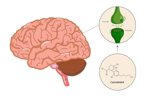 Cannabinoids interact with the endocannabinoid system