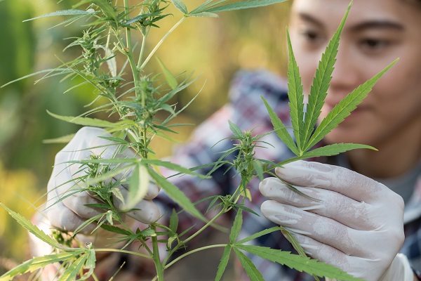 The fanned leaves of cannabis plants are an iconic part of their anatomy