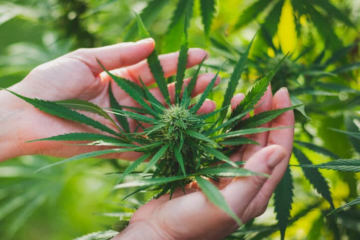 Our cannabis course highlights the different growing techniques for cannabis