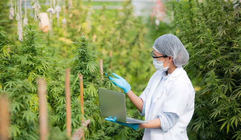 A cannabis master examining the farm after cannabis industry training