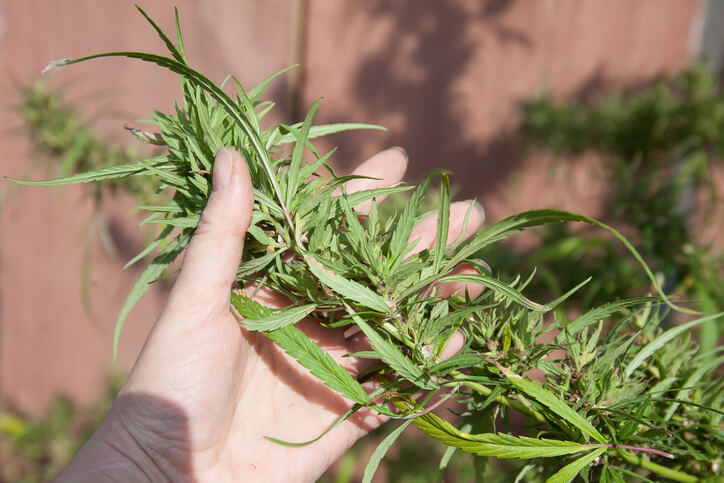 A female cannabis professional closely examining a cannabis plant after completing her cannabis courses