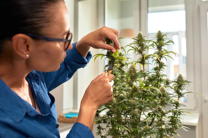 A female cannabis cultivation professional pruning a cannabis plant