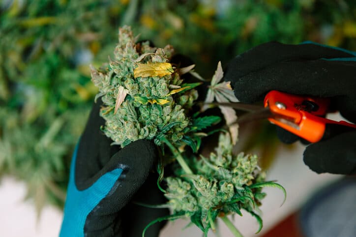 A male farmer cutting cannabis buds using techniques from a cannabis cultivation program