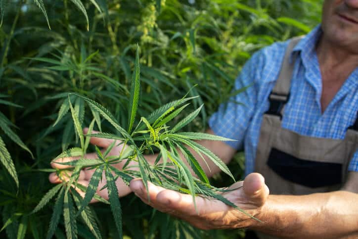 A male cannabis professional cultivating cannabis plants after cannabis industry training at AAPS