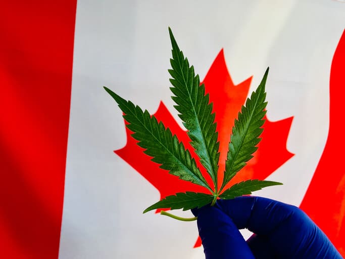 An image of cannabis plant leaves backdropped by the Canadian flag, representing cannabis education in Canada