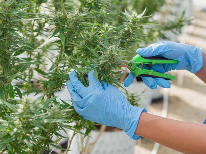 The best methods for harvesting cannabis, as highlighted in our cannabis course