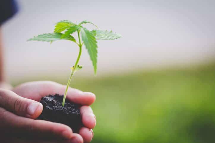 A farmer holding a cannabis plant after completing his cannabis cultivation certificate program