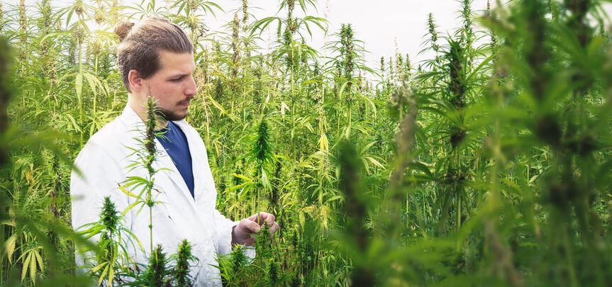 A male scientist inspecting cannabis plants after completing his cannabis courses