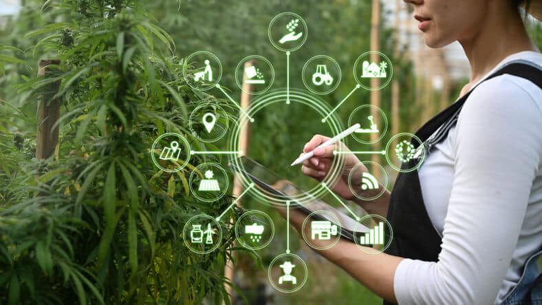 A cannabis farmer using a tablet to monitor the cannabis cultivation process and stages