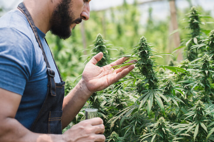 A male farmer inspecting cannabis plants in a field after cannabis industry training